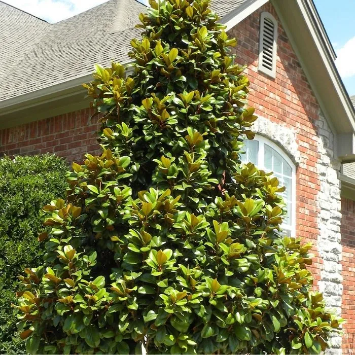 Teddy Bear Magnolia