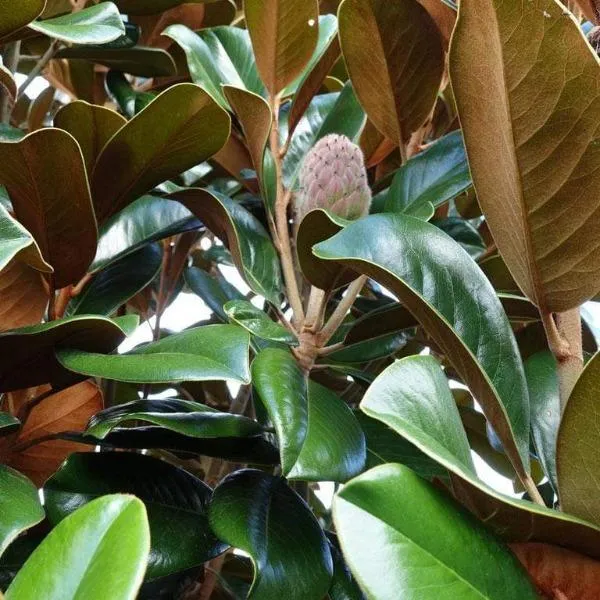 Teddy Bear Magnolia